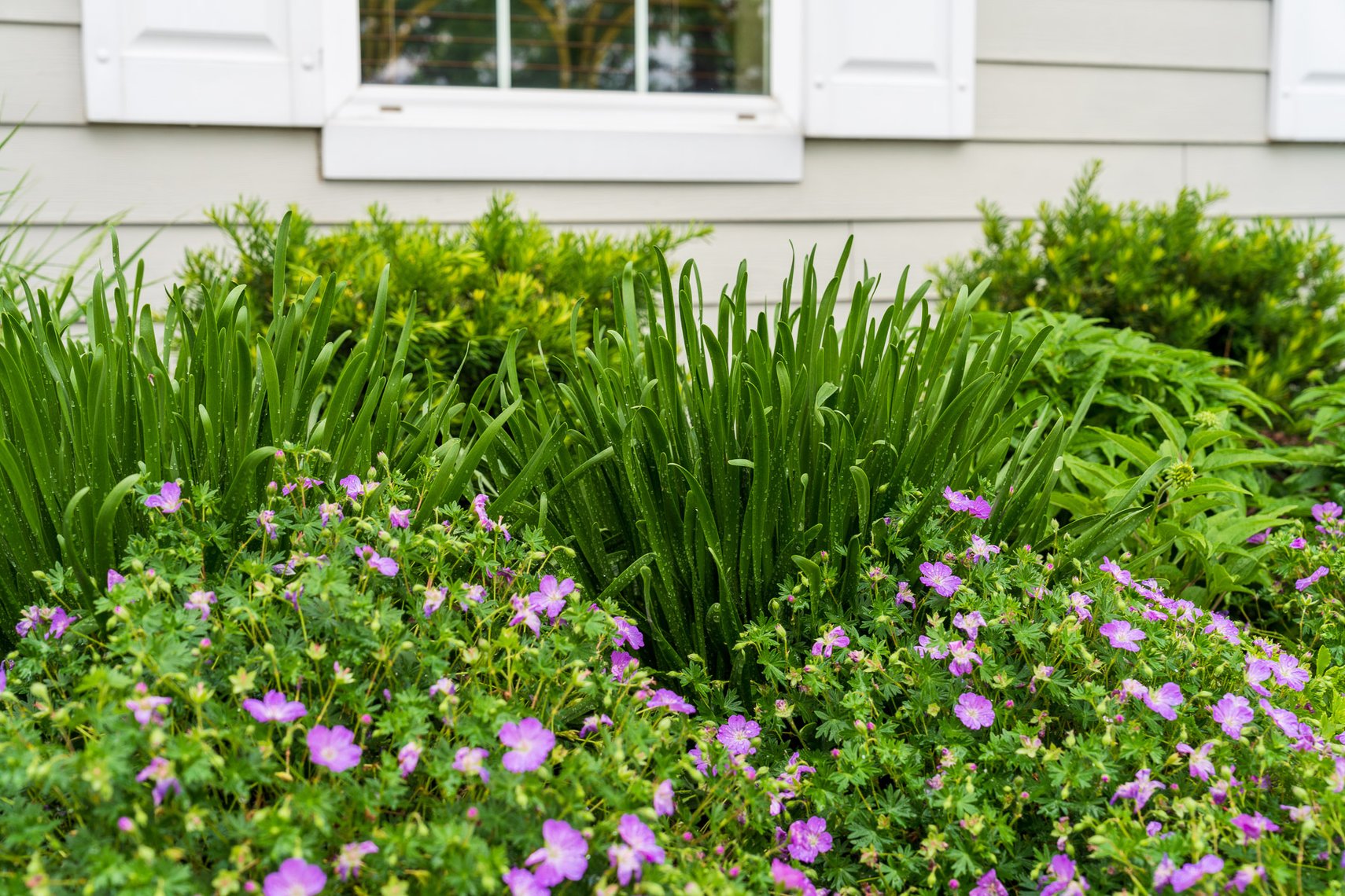 Best LowMaintenance Plants for Commercial Landscapes in Chicago